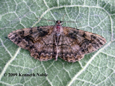 mottled beauty (Alcis repandata) Kenneth Noble